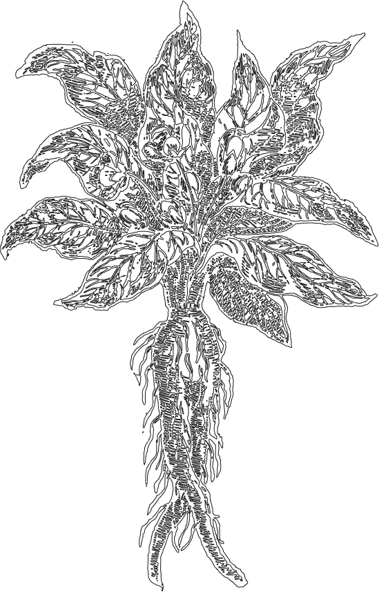 mandrake (stochastic cluster embedding with genetic distances)